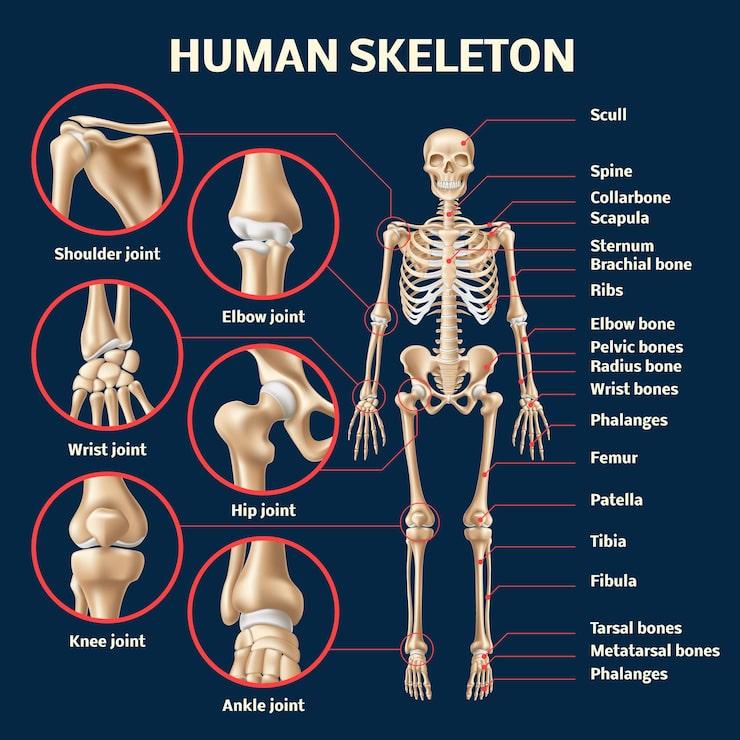 Bone, Joint & Muscle Diseases