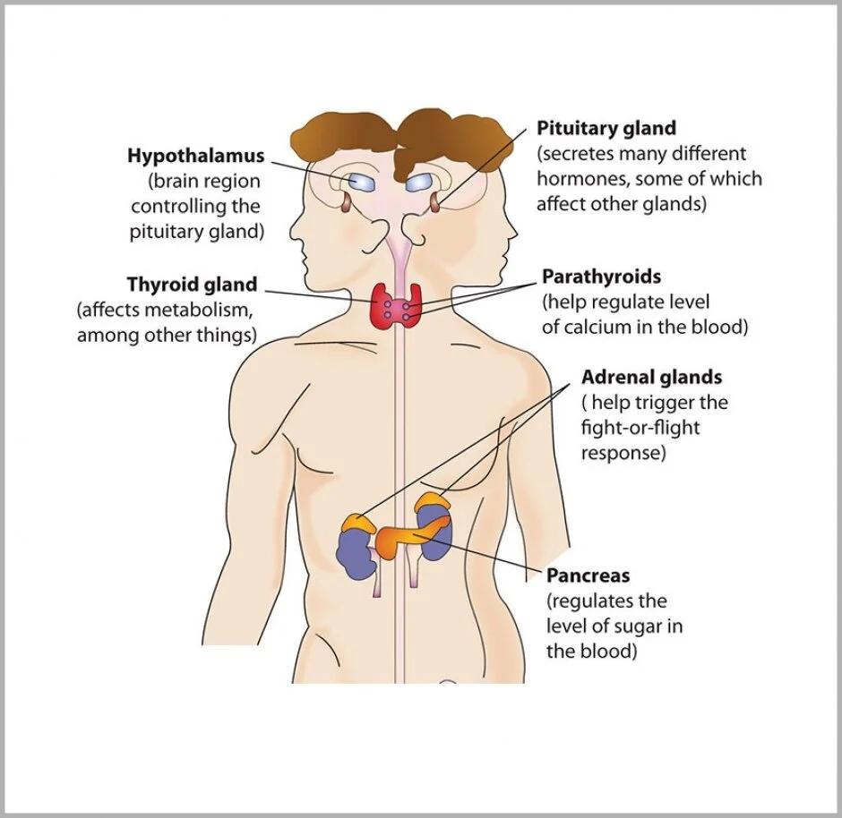 Diabetes & Hormonal Disorders