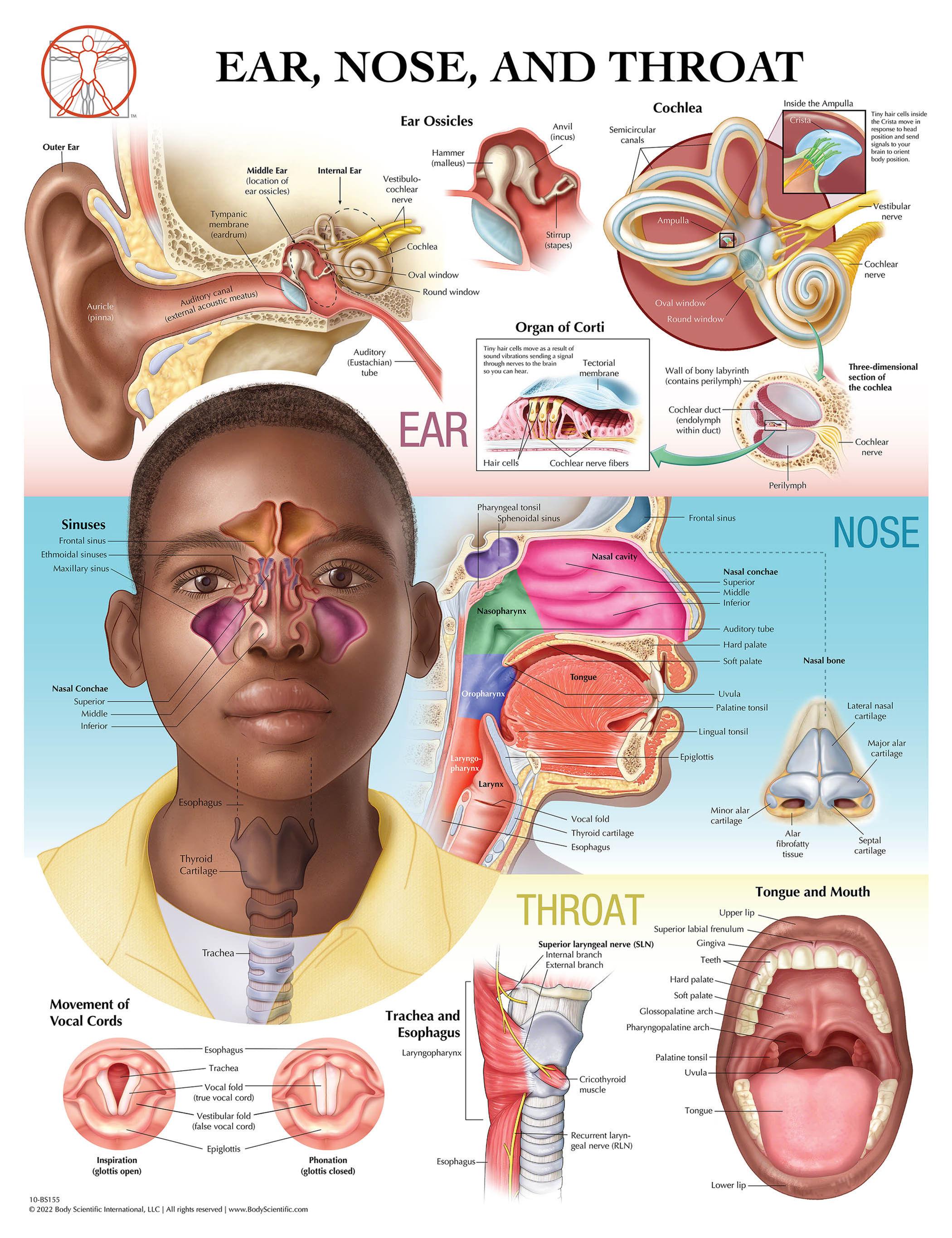 ENT - Eye, Ear, Nose & Throat Conditions
