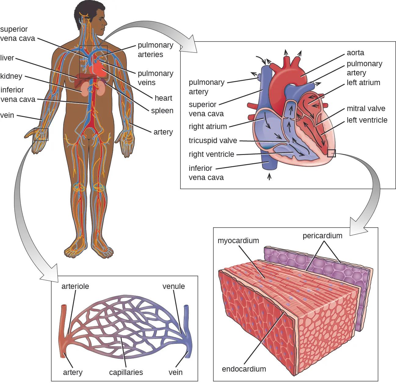 Heart & Blood Vessel Diseases